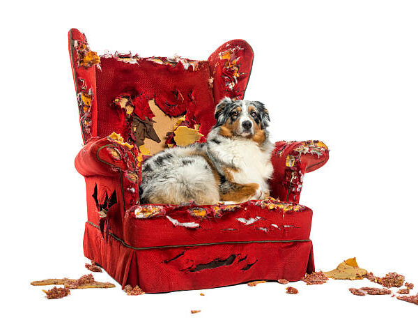 Australian Shepherd lying on a detroyed armchair, isolated on white