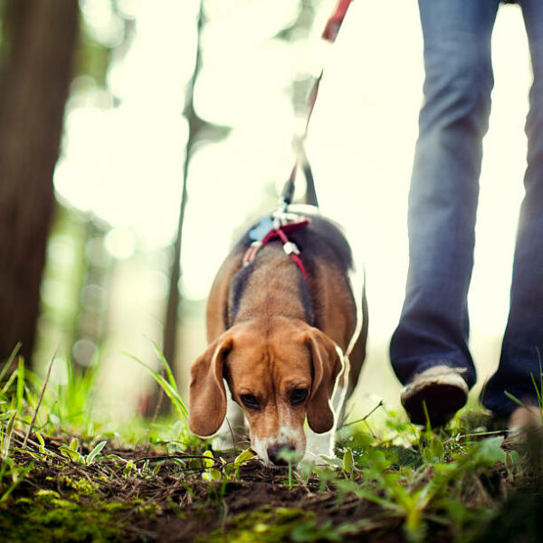 A young adult woman takes her cute beagle for a walk in a beautiful sun lit park, tall evergreen trees glowing in the light behind them.  The beagle sniffs the dirt, her nose trailing along the forest floor.  Square crop with copy space.