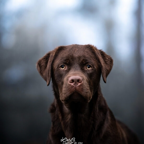 Labrador chocolat