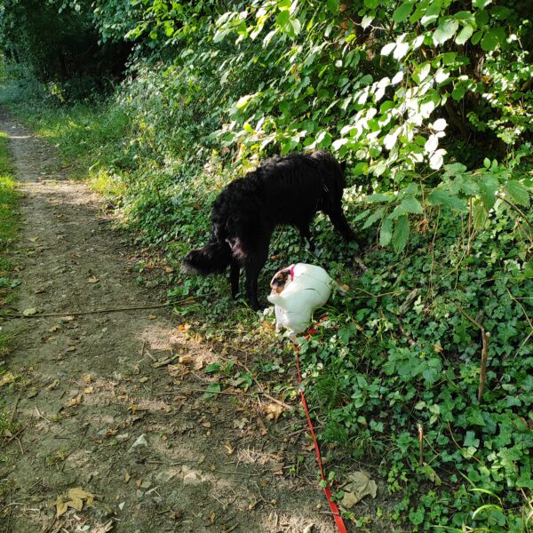 berger belge et jack russell en balade