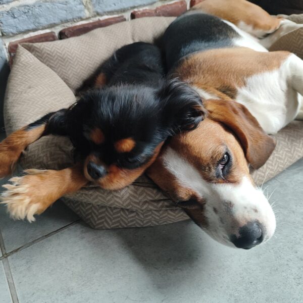 cavalier king charles et beagle