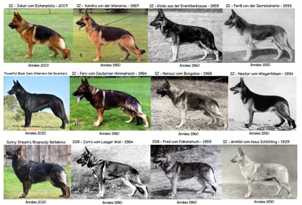L hypertype Chez Le Chien De La Laisse Au Lien ducateur 